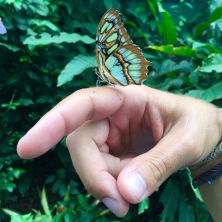 _butterfly